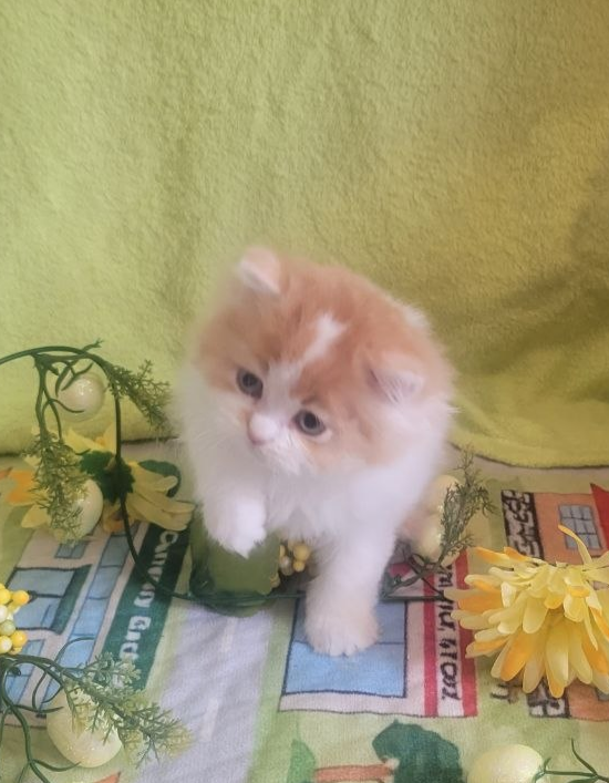 British Longhair Kitten Male Purebred - Photo 8