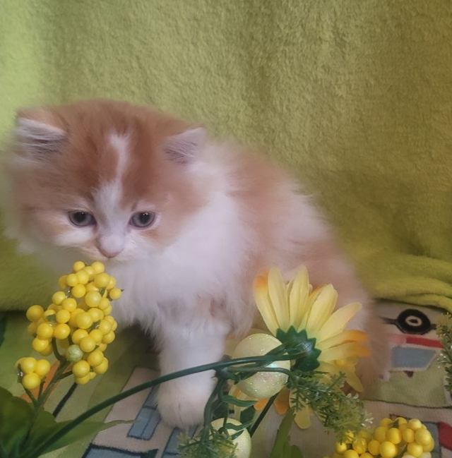 British Longhair Kitten Male Purebred - Photo 9