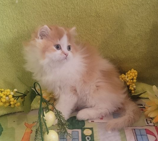 British Longhair Kitten Male Purebred - Photo 10