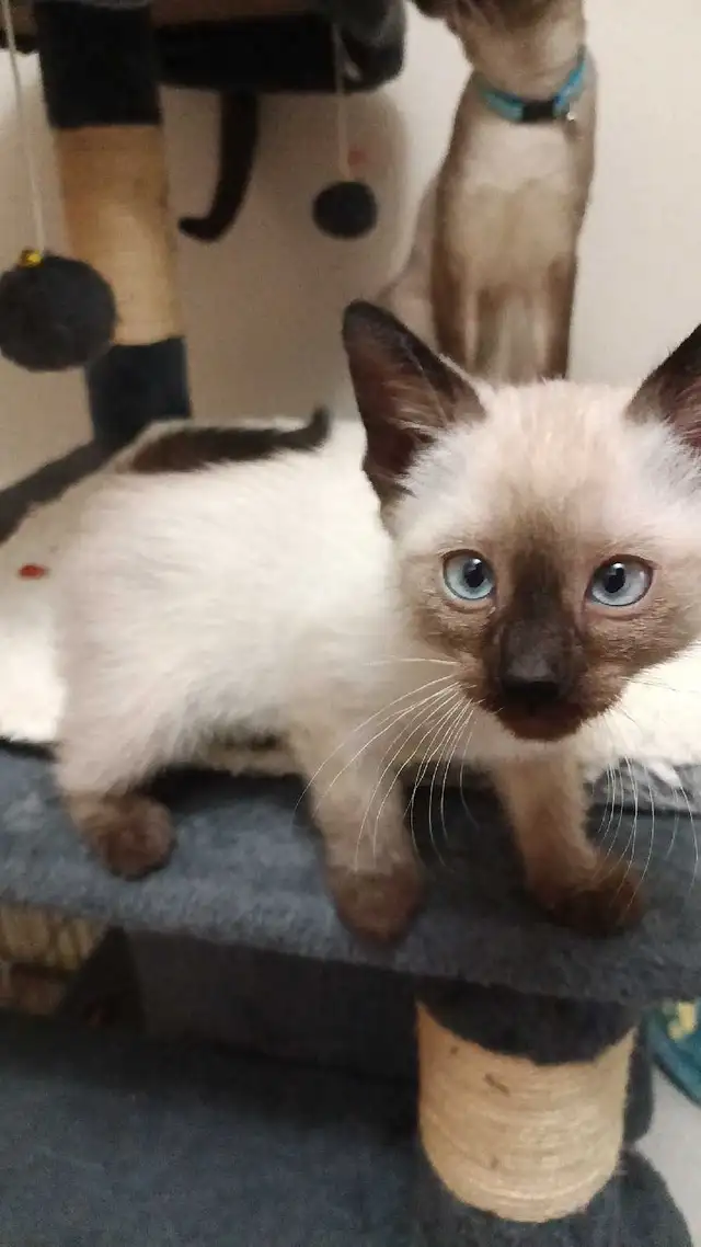 PRICE DROPPED 2 LAST SIAMESE