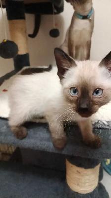 PRICE DROPPED 2 LAST SIAMESE