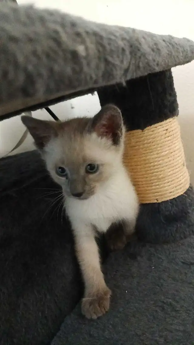 PRICE DROPPED 2 LAST SIAMESE - Photo 6