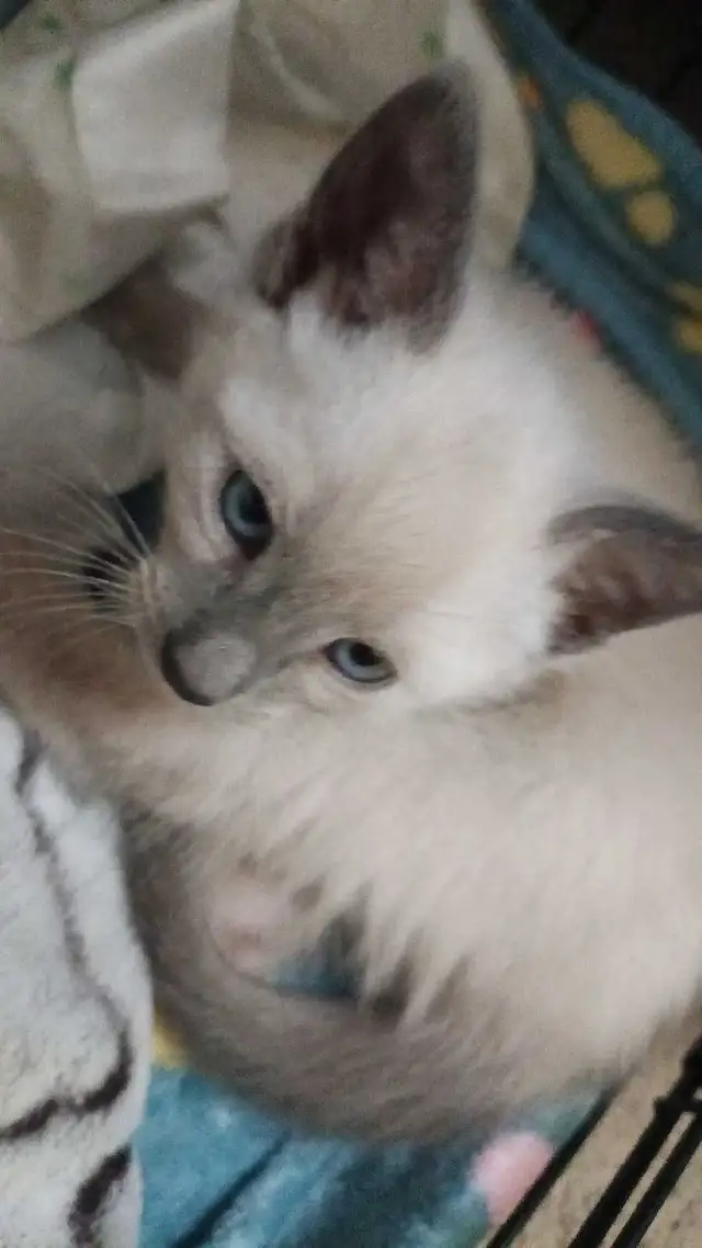 PRICE DROPPED 2 LAST SIAMESE - Photo 8