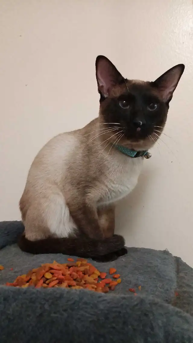 PRICE DROPPED 2 LAST SIAMESE - Photo 9