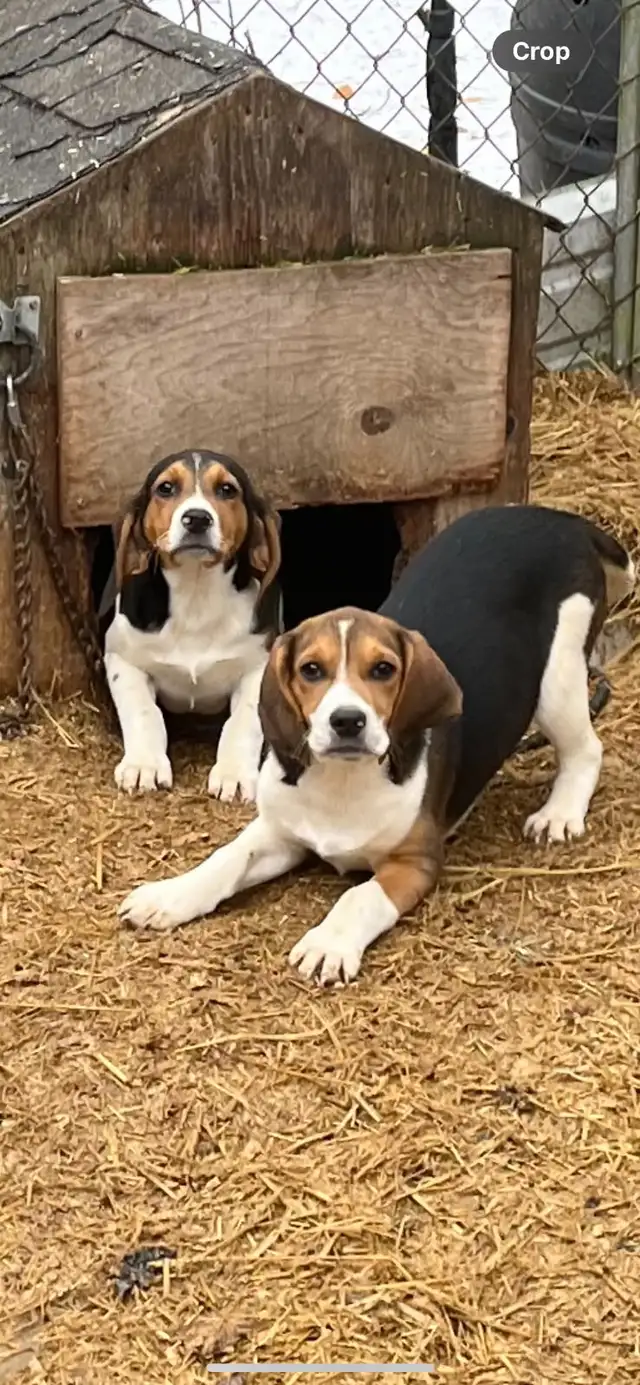 2 female Beagle puppies