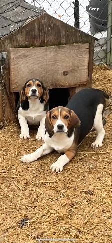 2 female Beagle puppies