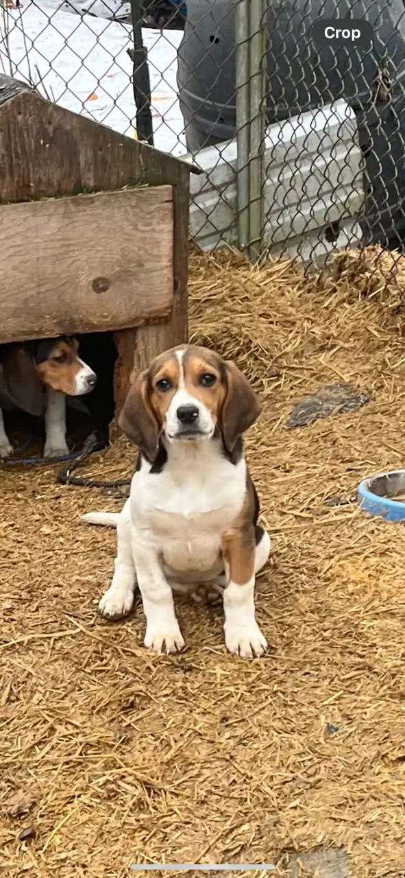 2 female Beagle puppies - Photo 2