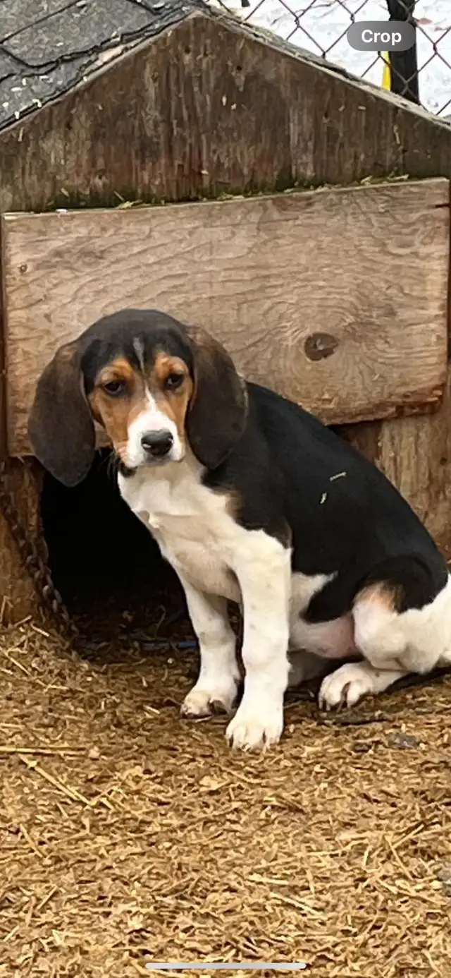 2 female Beagle puppies - Photo 3