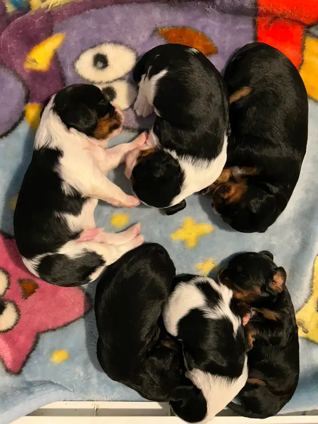 Cavalier King Charles spaniel puppies