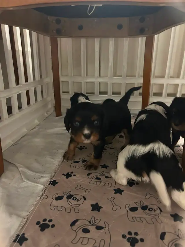 Cavalier King Charles spaniel puppies - Photo 2