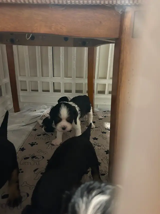 Cavalier King Charles spaniel puppies - Photo 3