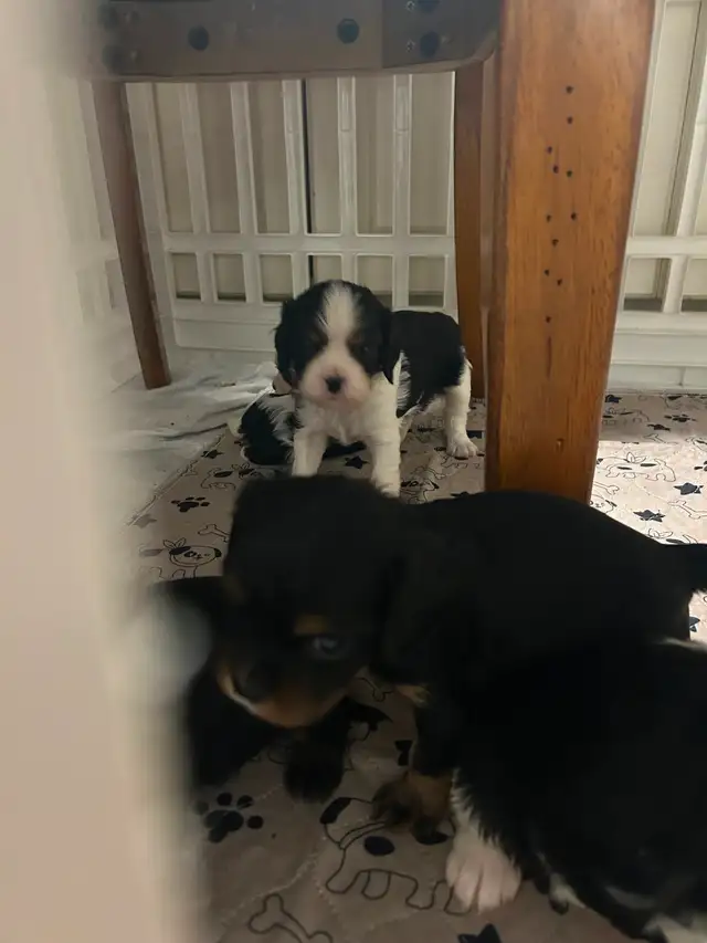 Cavalier King Charles spaniel puppies - Photo 4
