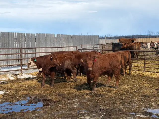 Replacement Heifers for Sale