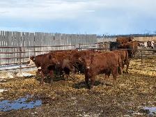 Replacement Heifers for Sale