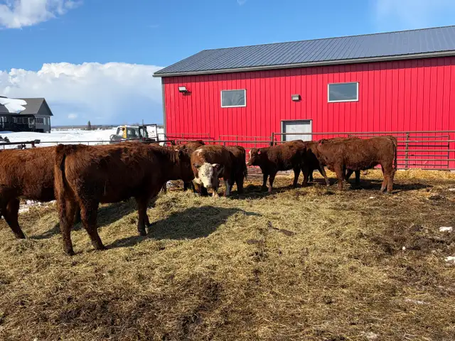 Replacement Heifers for Sale - Photo 2