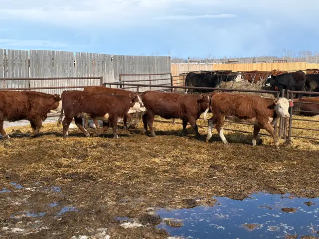Replacement Heifers for Sale - Photo 3