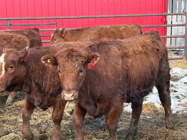 Replacement Heifers for Sale - Photo 4