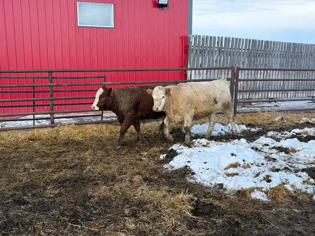 Replacement Heifers for Sale - Photo 5