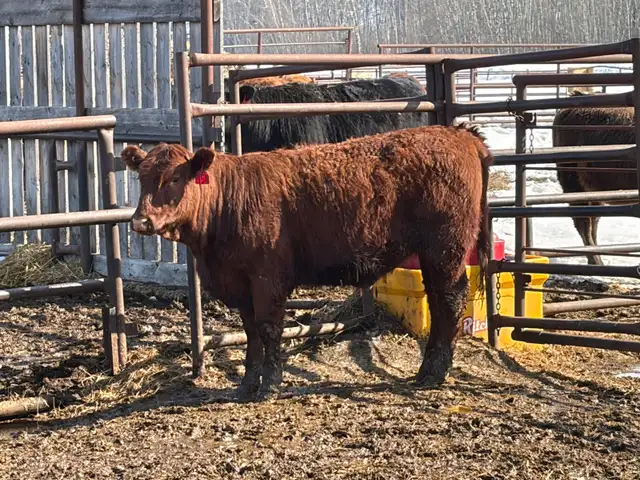 Replacement Heifers for Sale - Photo 6