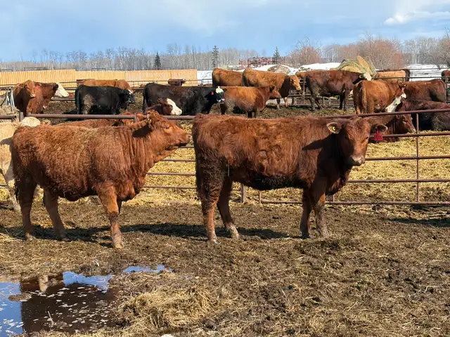 Replacement Heifers for Sale - Photo 7