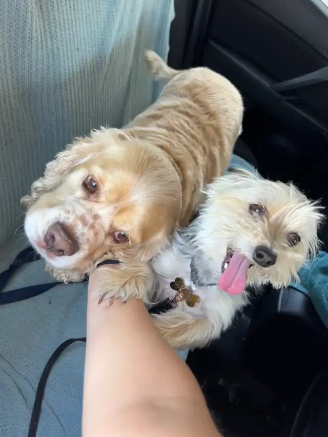 Dog Sitting, Boarding and More! - Photo 2