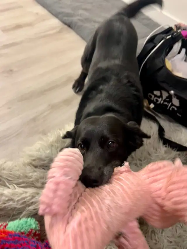 Dog Sitting, Boarding and More! - Photo 3