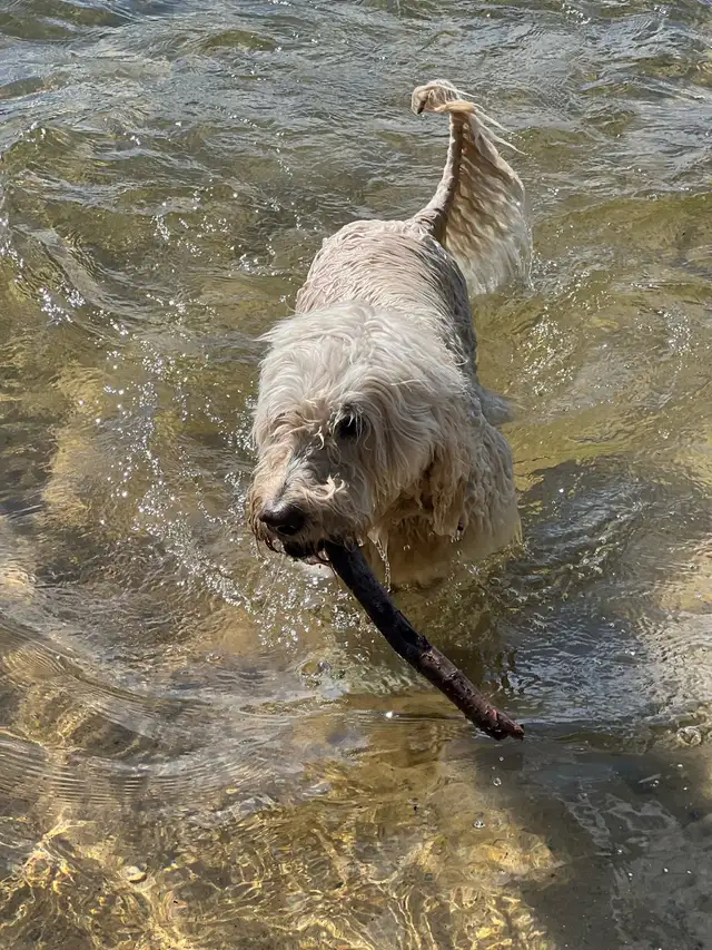 Dog Sitting, Boarding and More! - Photo 4