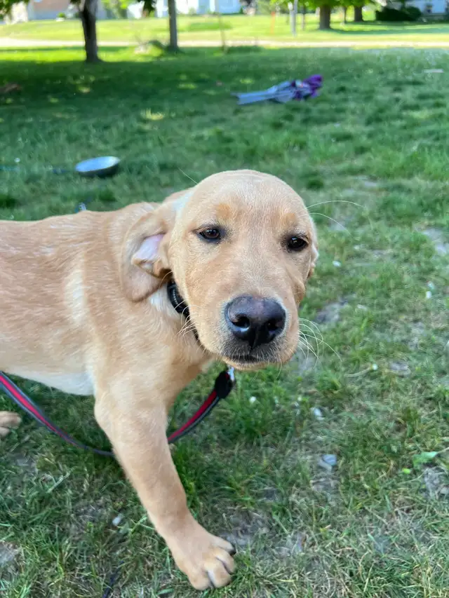 Dog Sitting, Boarding and More! - Photo 5