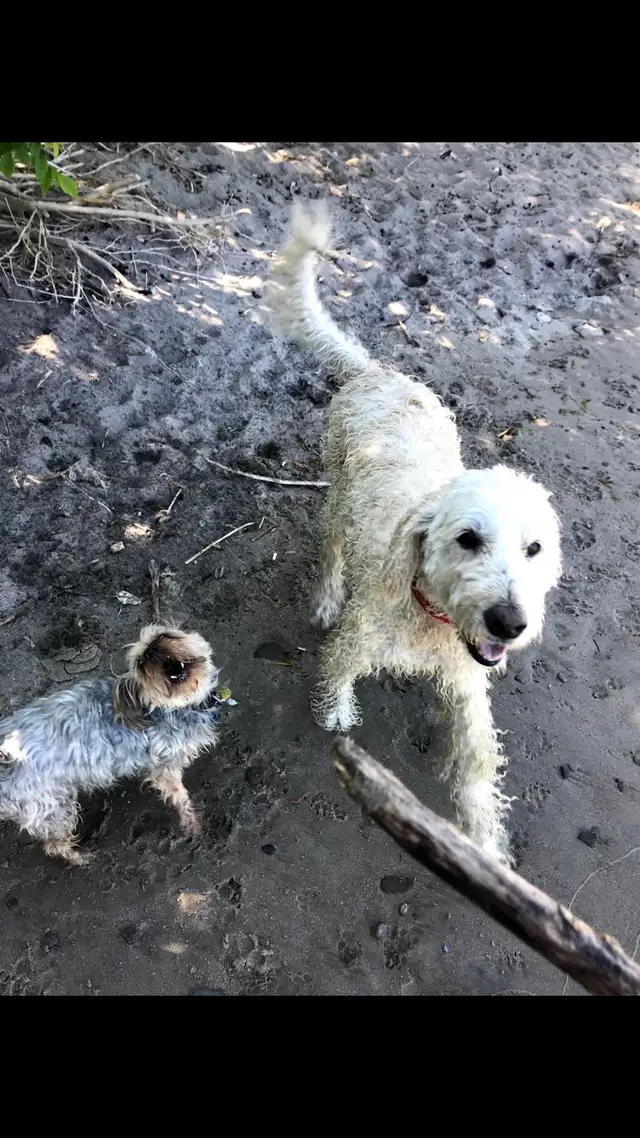 Dog Sitting, Boarding and More! - Photo 6