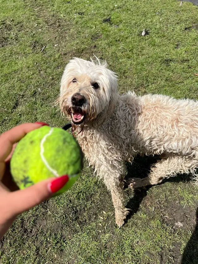 Dog Sitting, Boarding and More! - Photo 7