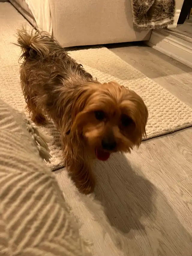 Dog Sitting, Boarding and More! - Photo 8