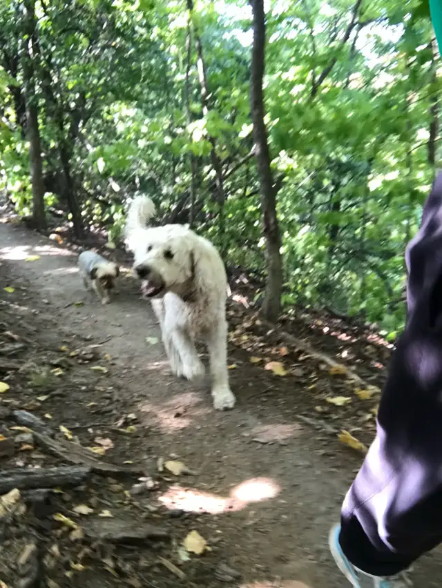 Dog Sitting, Boarding and More! - Photo 9