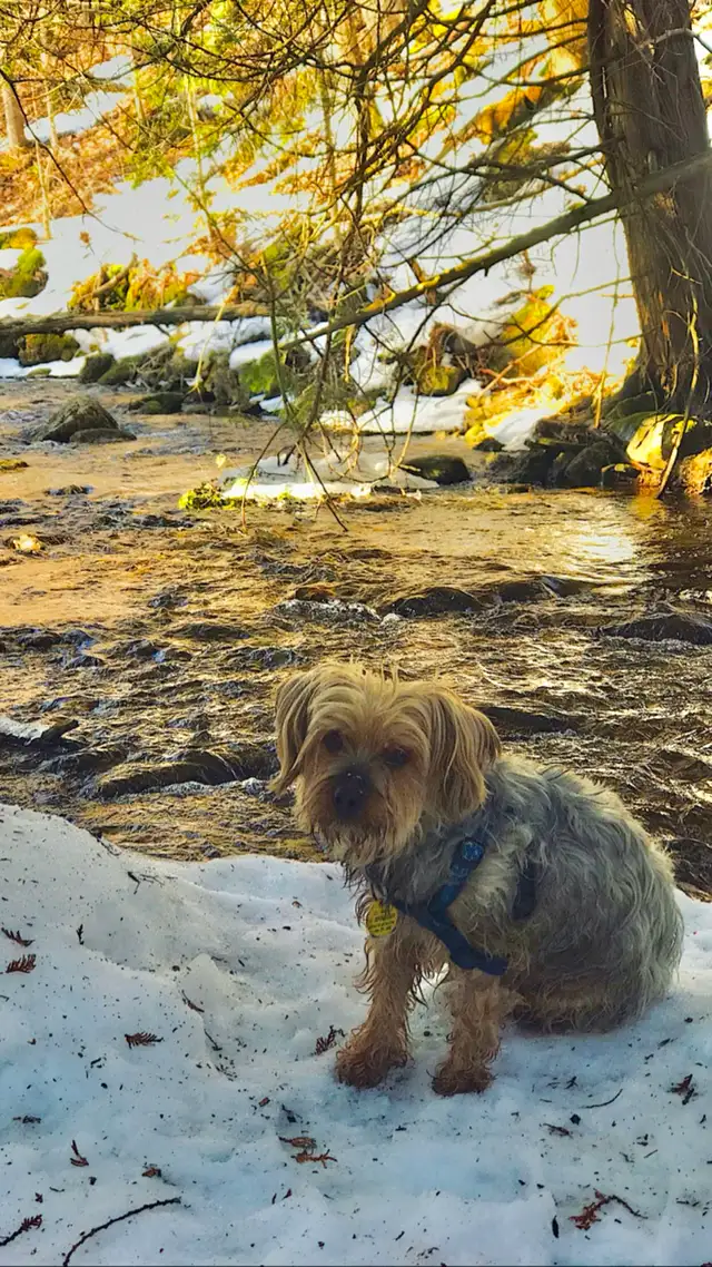 Dog Sitting, Boarding and More! - Photo 10