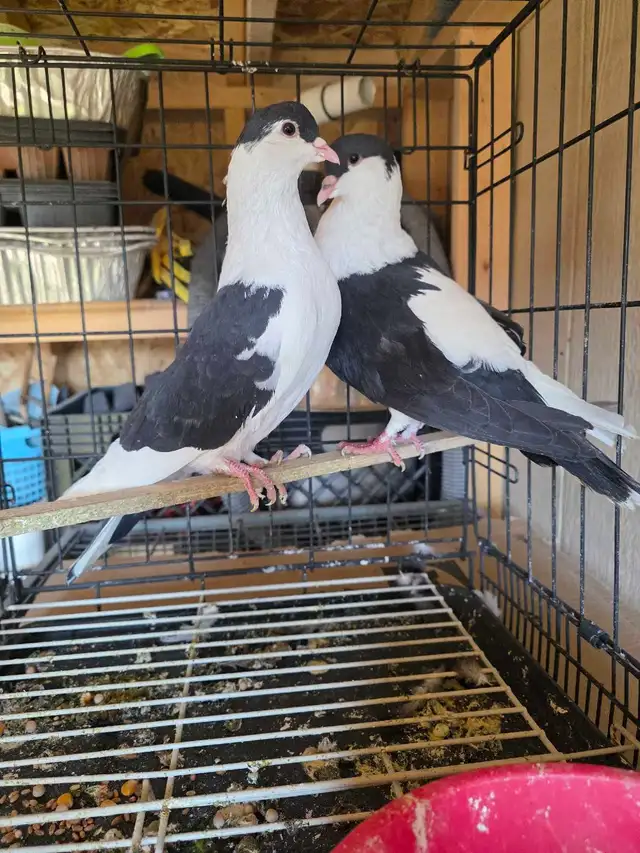 Siraji pigeon for sale