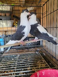 Siraji pigeon for sale