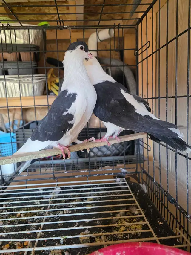 Siraji pigeon for sale - Photo 2