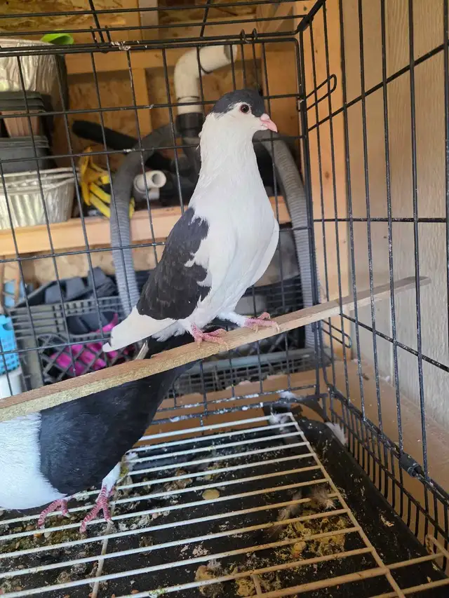 Siraji pigeon for sale - Photo 3