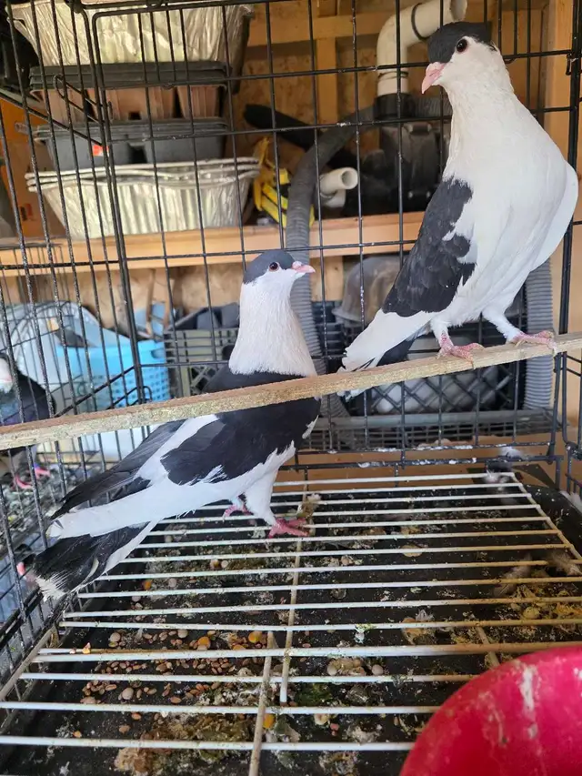 Siraji pigeon for sale - Photo 4