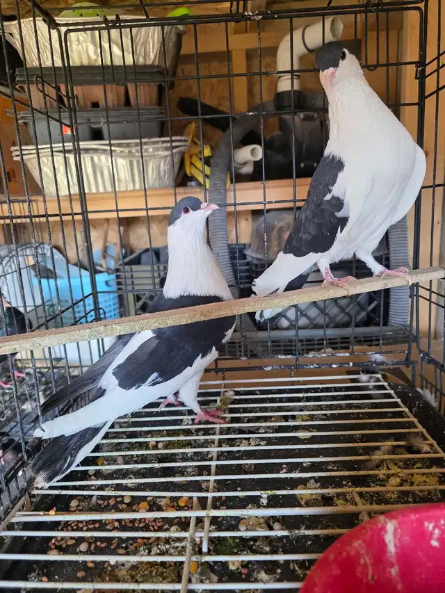 Siraji pigeon for sale - Photo 5