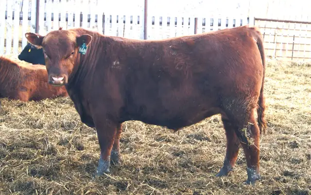 Red Angus Heifer Bulls For Sale