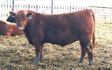 Red Angus Heifer Bulls For Sale