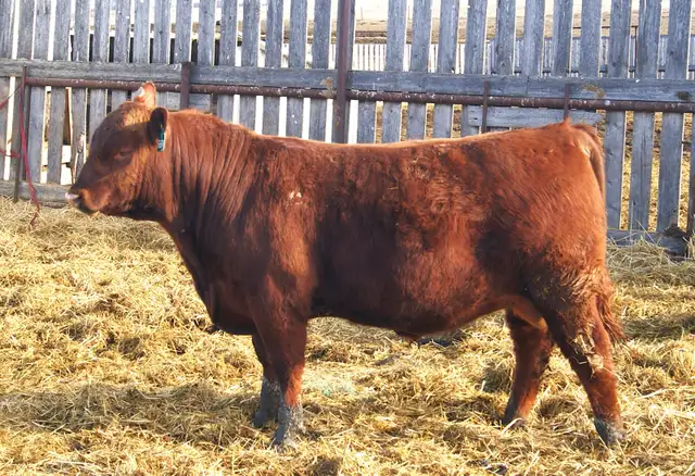 Red Angus Heifer Bulls For Sale - Photo 2
