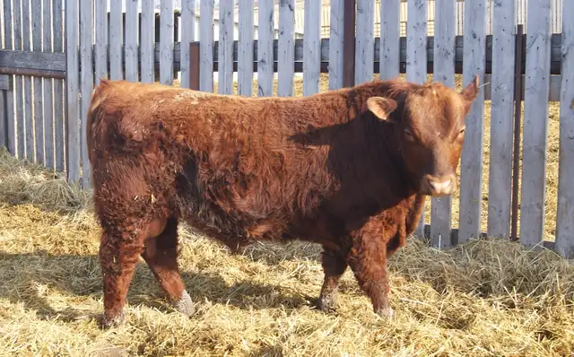 Red Angus Heifer Bulls For Sale - Photo 3