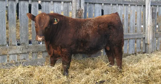 Red Angus Heifer Bulls For Sale - Photo 4