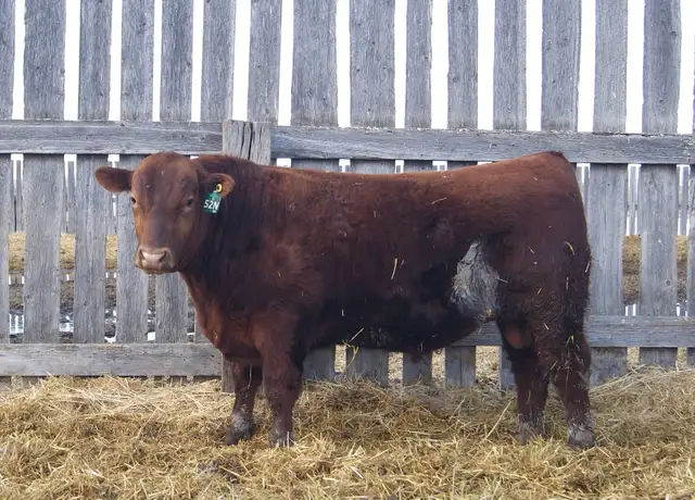 Red Angus Heifer Bulls For Sale - Photo 5