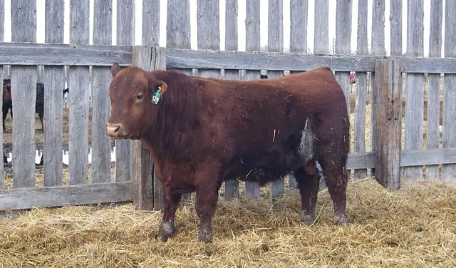 Red Angus Heifer Bulls For Sale - Photo 6