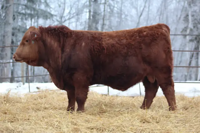 Simmental bulls - Photo 2