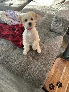 Dog Walking, Drop-In Visits, Cat Sitting, Etc!