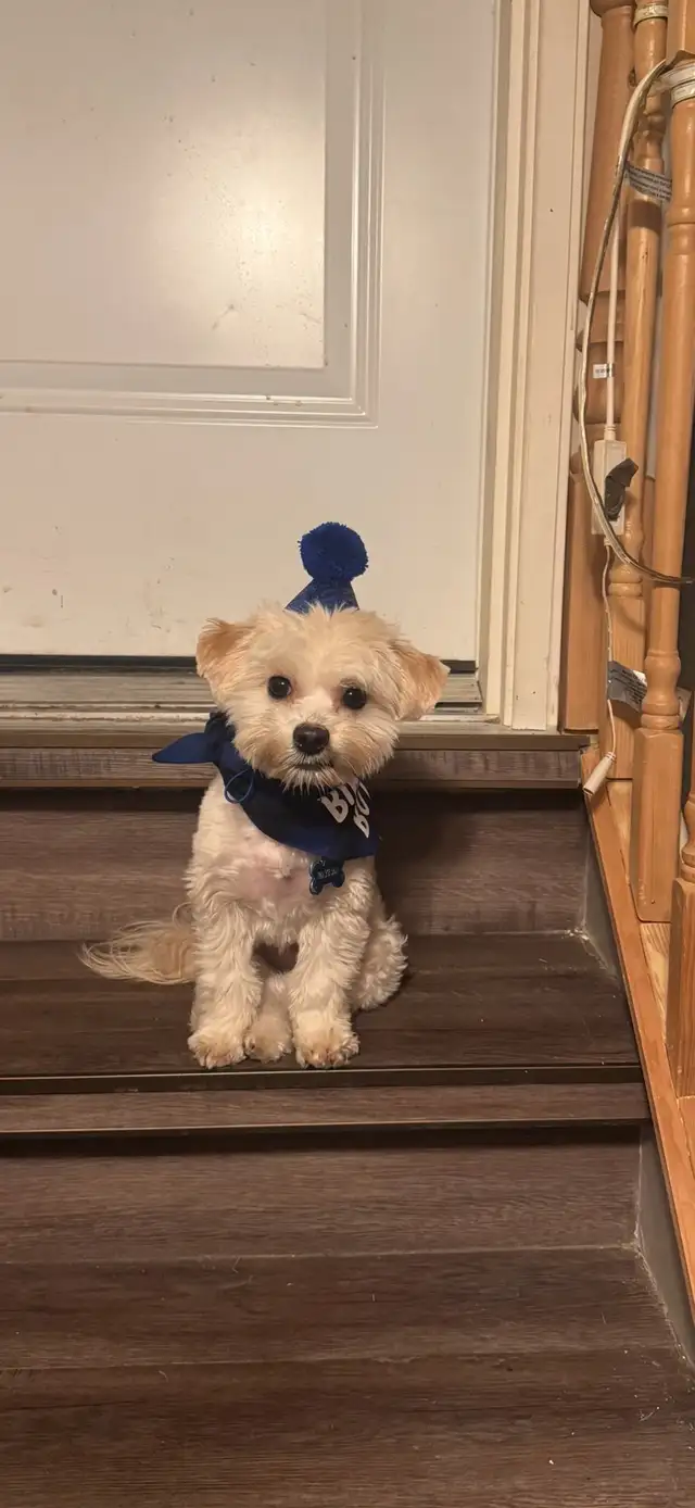 Dog Walking, Drop-In Visits, Cat Sitting, Etc! - Photo 2