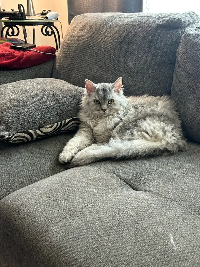 Dog Walking, Drop-In Visits, Cat Sitting, Etc! - Photo 3